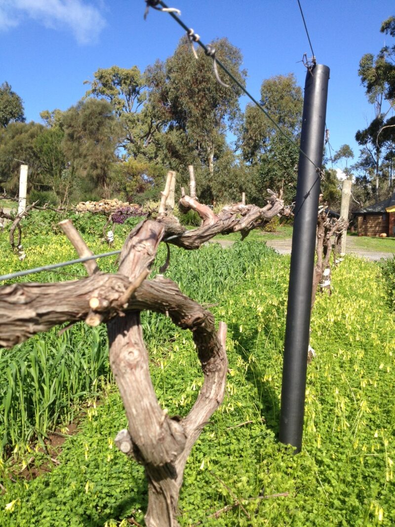 hill shiraz pruned with plastic coated untreated pine pole